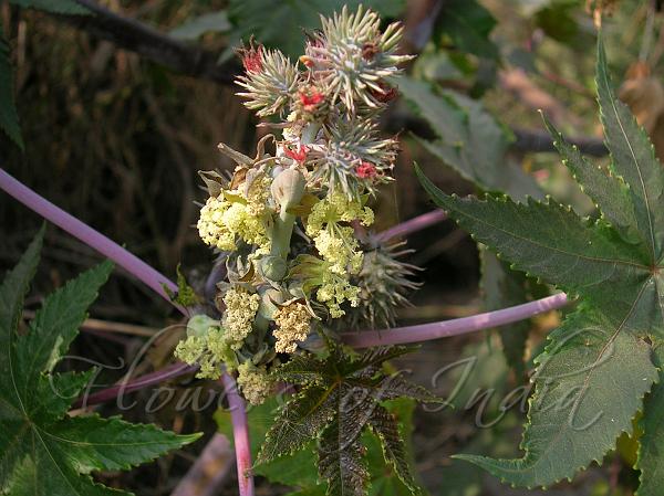 Castor Bean Plant